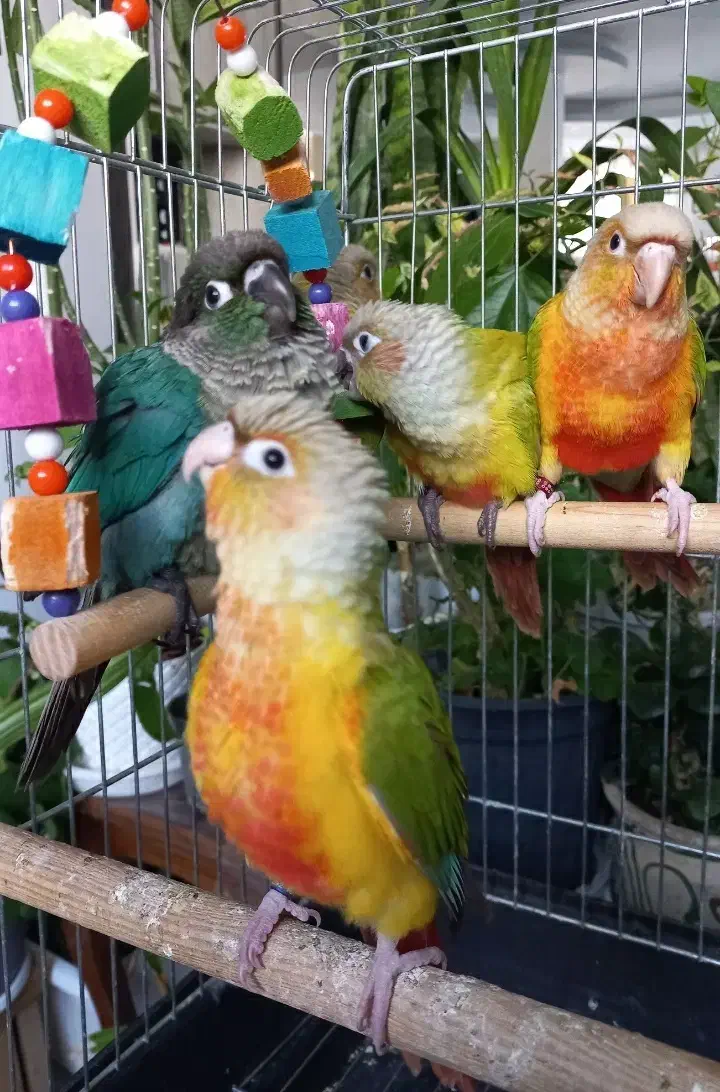 طوطی راهب و گرینچیک|پرنده|زنجان, |دیوار