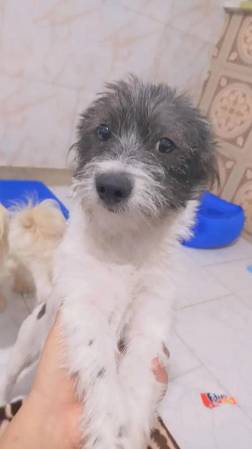 واگذاری سگ|سگ|خاوران, |دیوار