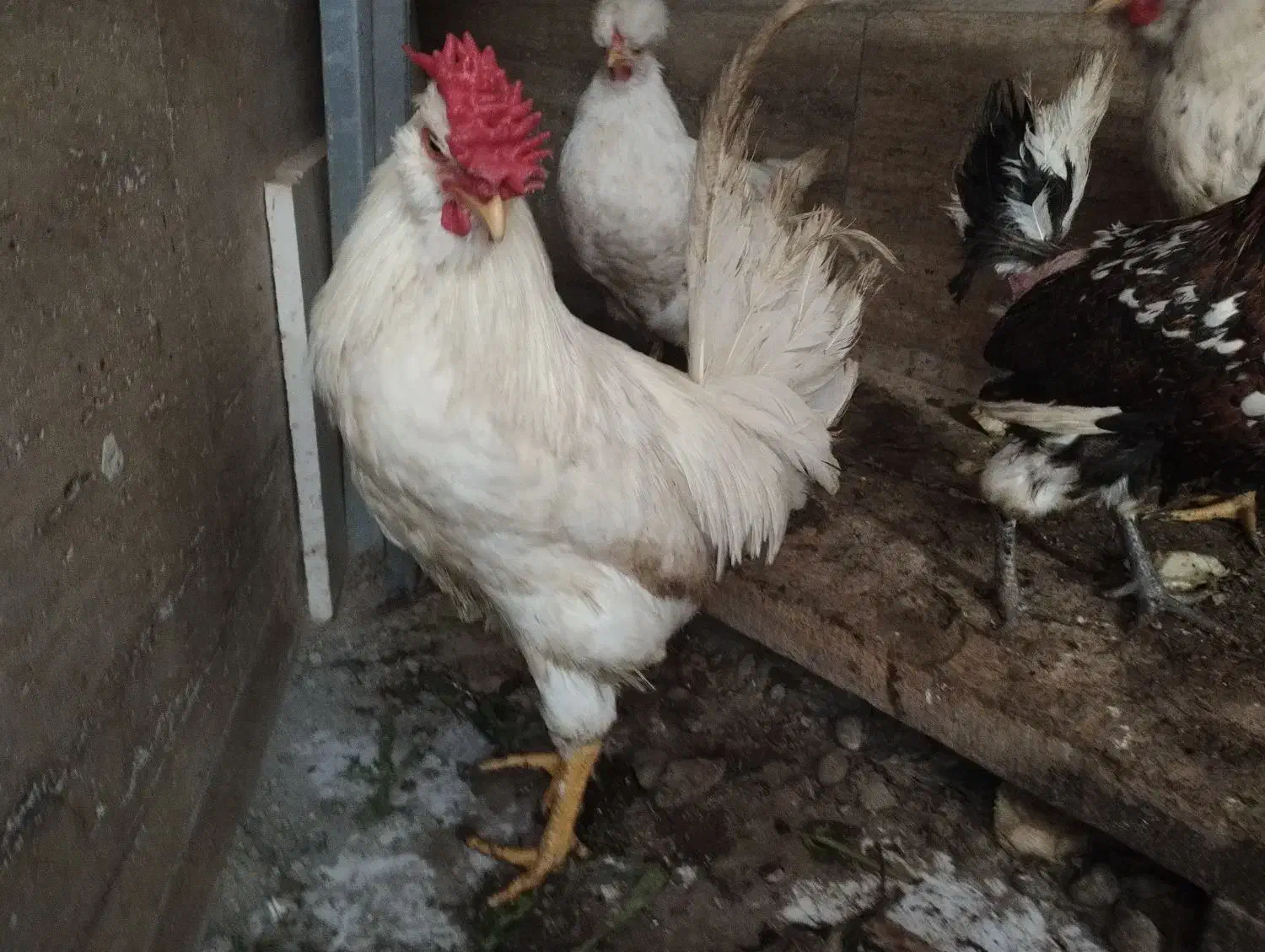 خروس|حیوانات مزرعه|اندیشه, اندیشه فاز ۴|دیوار