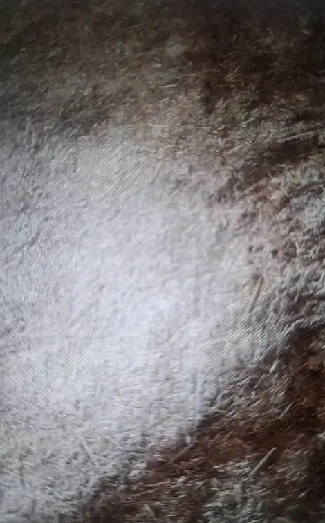 ۱۰ تن کاه نرم تمیز|عمدهفروشی|ماهان, |دیوار