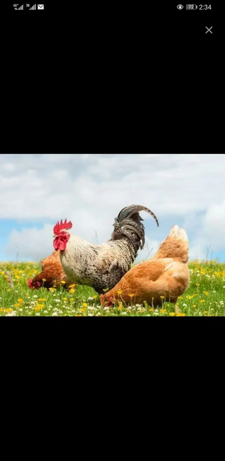 مرغ محلی|حیوانات مزرعه|مشگین شهر, |دیوار