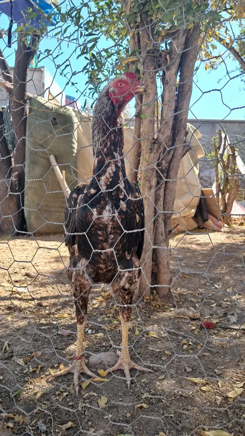 جوجه خروس و مرغ اوشامو|حیوانات مزرعه|تهران, نازیآباد|دیوار