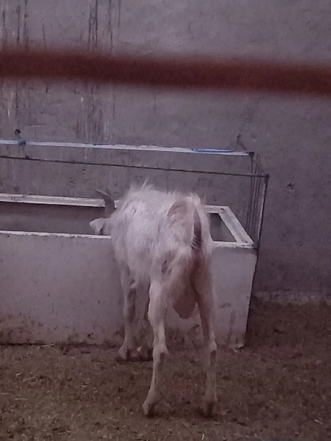 کره نر سانن|حیوانات مزرعه|کرمان, |دیوار