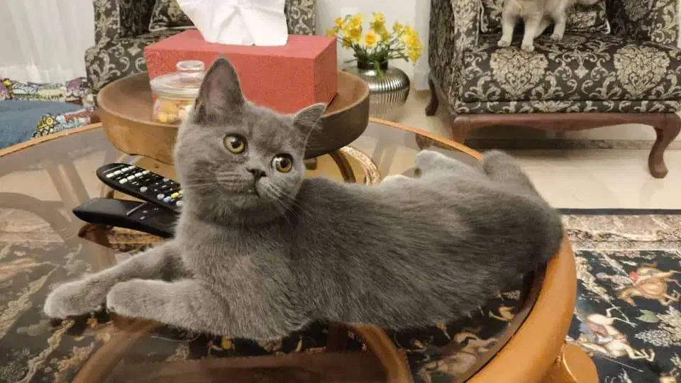 گمشده در حوالی نوبنیاد خیابان ارگ|حیوانات|کیش, |دیوار