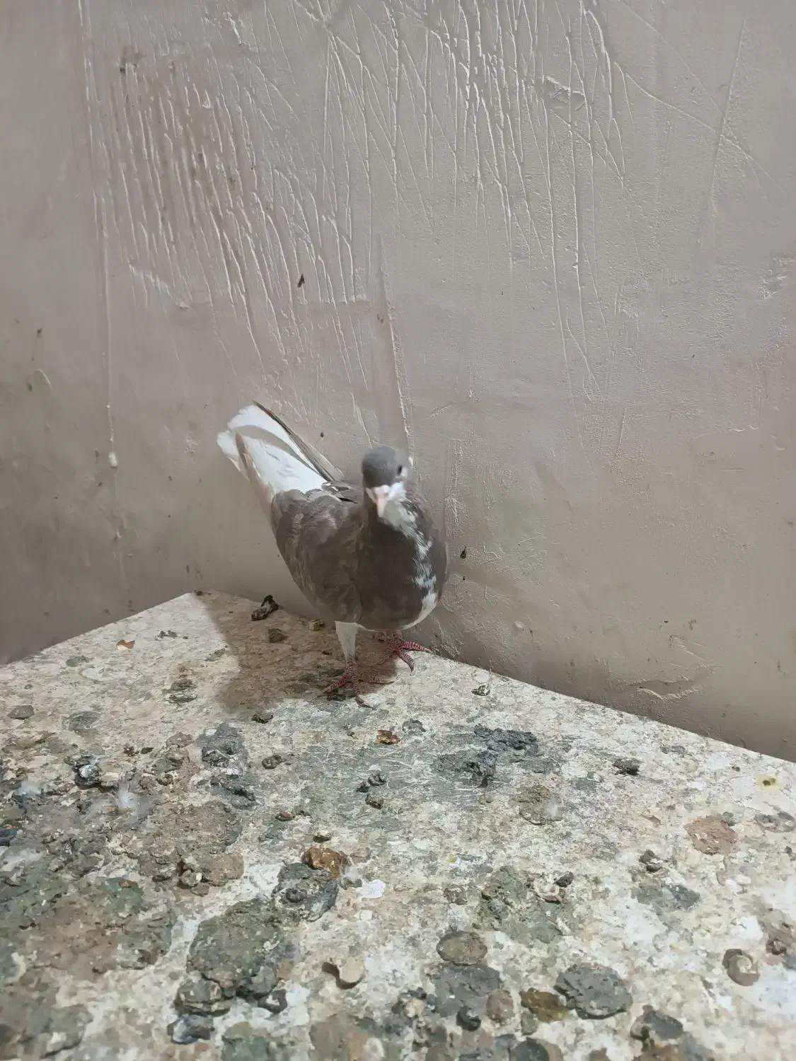 ماده شهری قهواه ای|پرنده|شیراز, شهرک مهدیه|دیوار