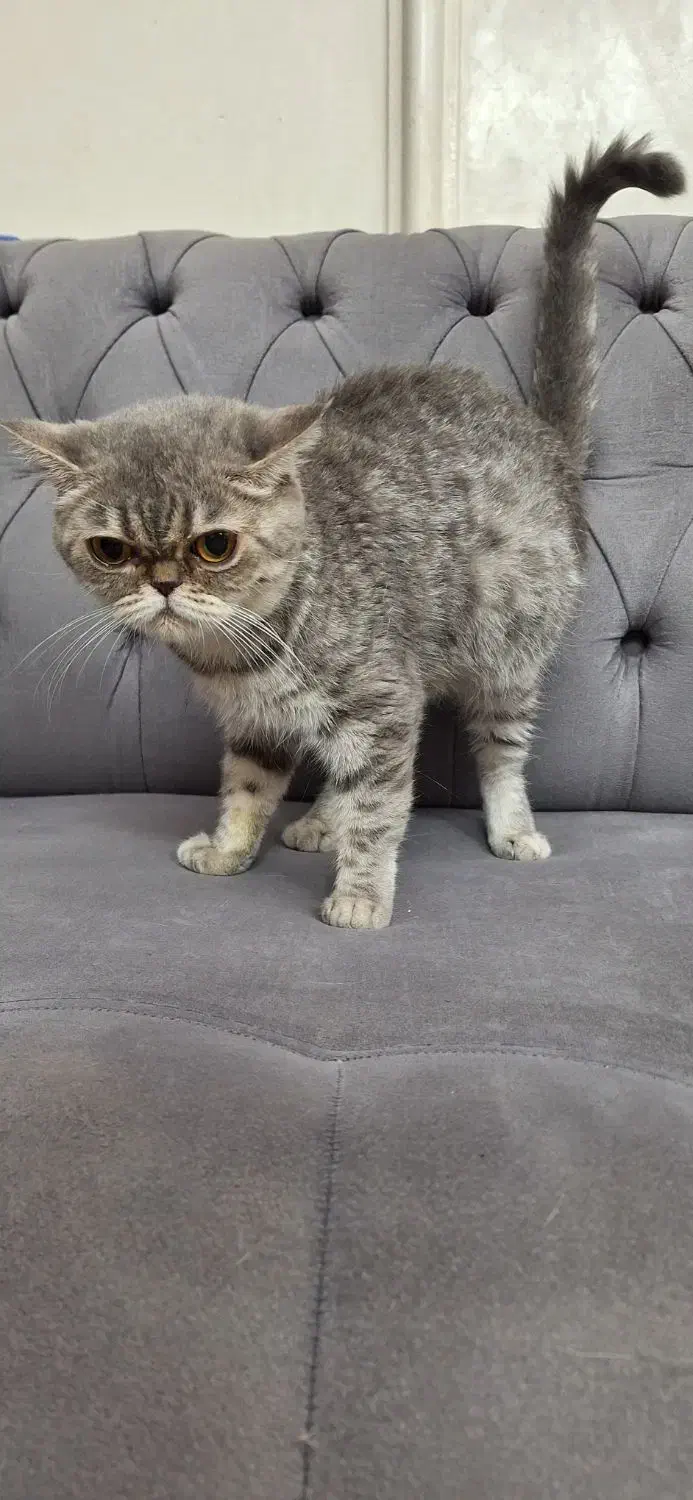 فروش پرشین اگزوتیک به شرط عقیم سازی|گربه|رشت, گلسار|دیوار