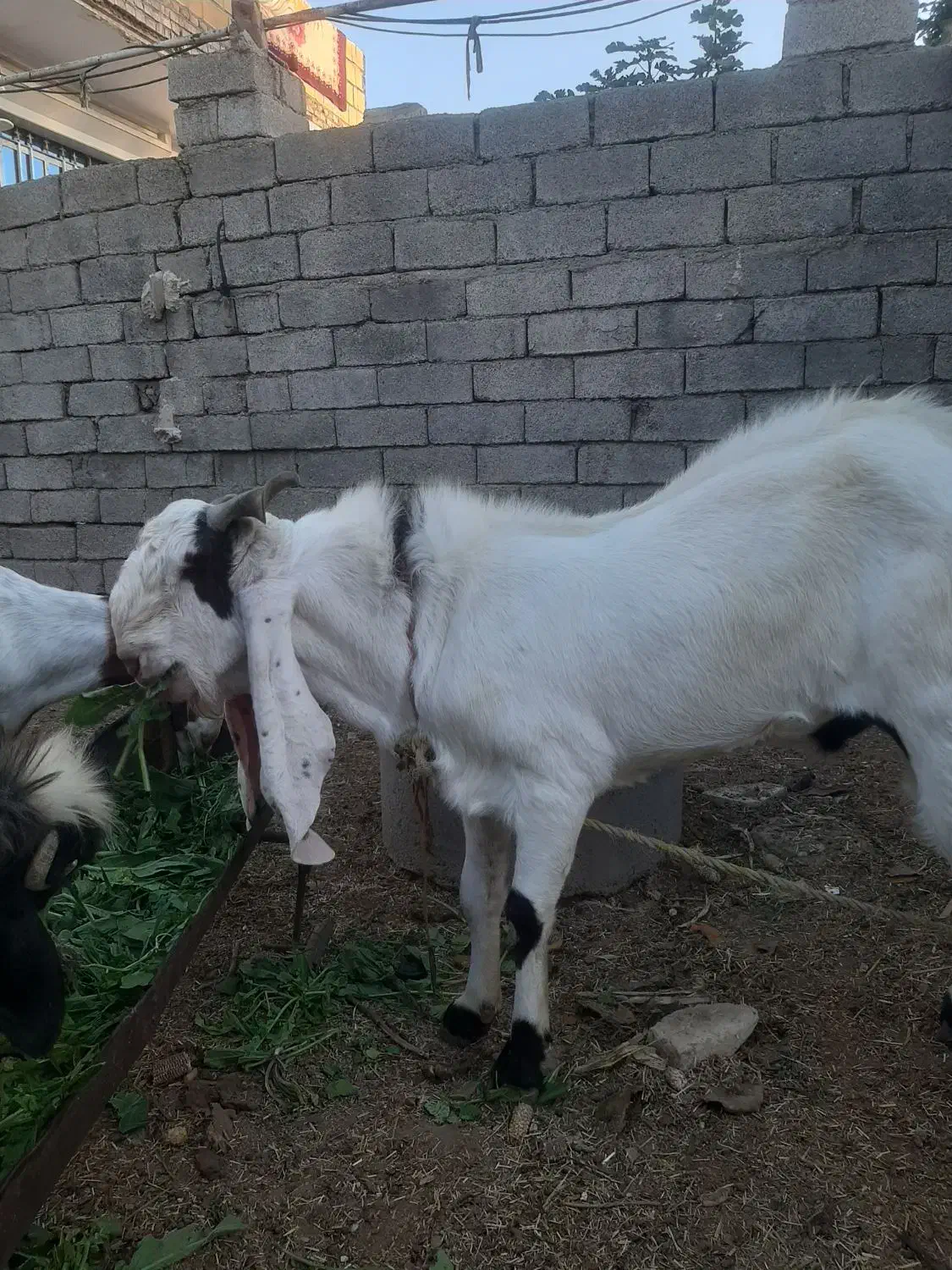 نر بز افغانی اصل اصل|حیوانات مزرعه|شوش, |دیوار