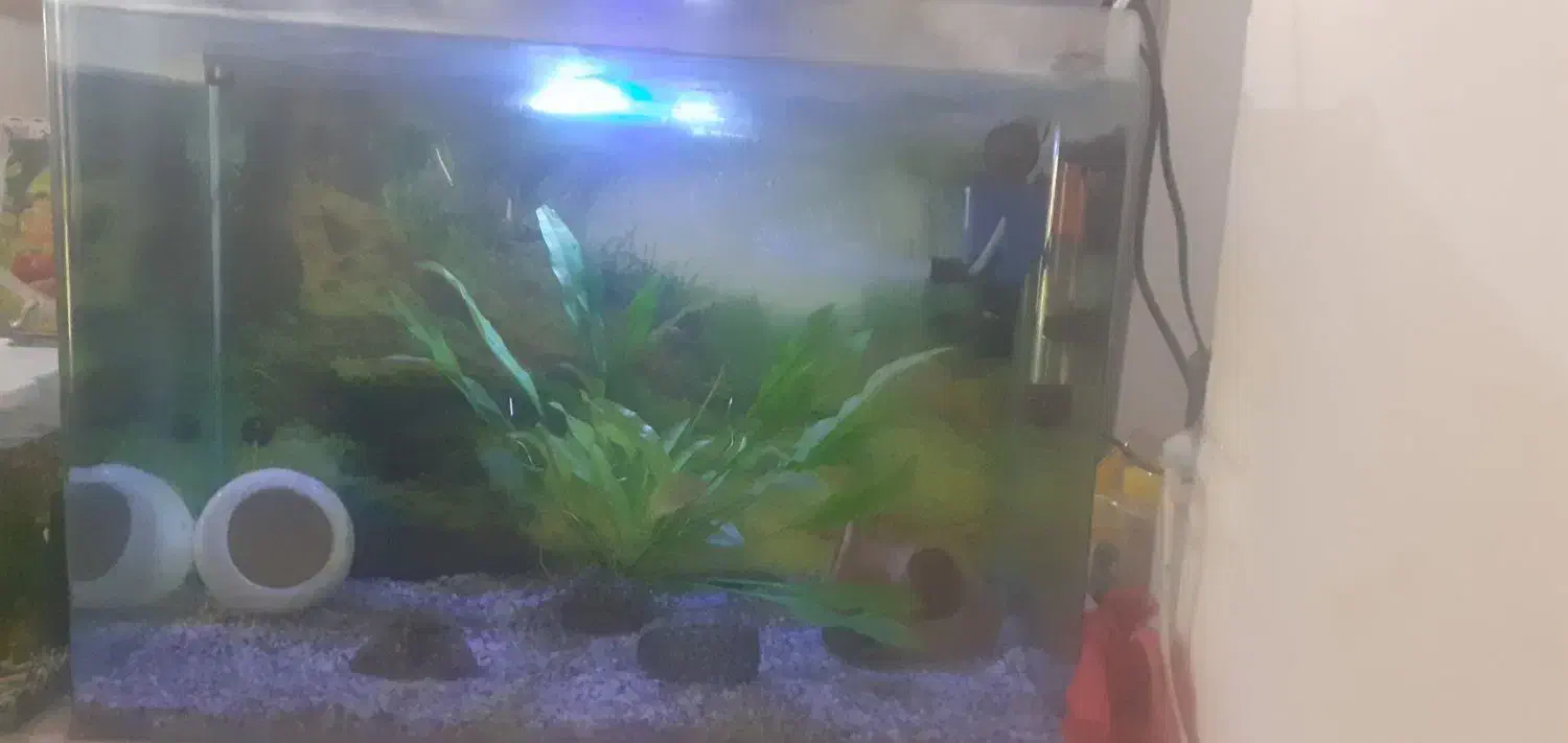 اکواریوم و وسایل|ماهی|تویسرکان, |دیوار