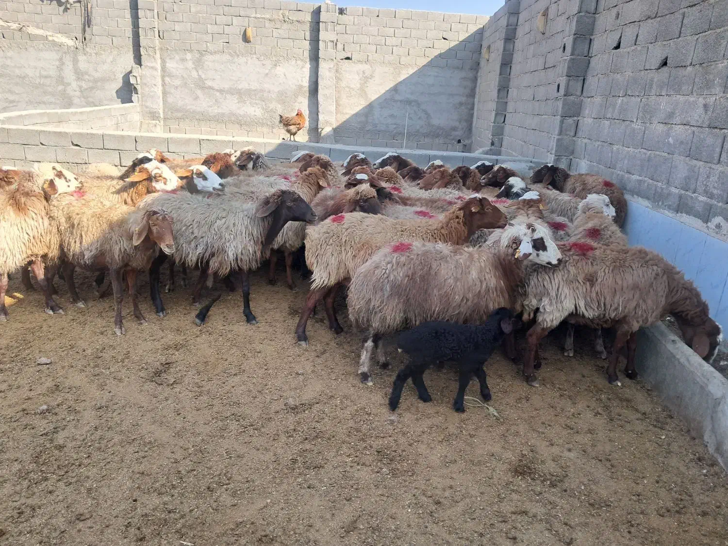 ۴۳ راس میش آبستن سنگین و بره دار|حیوانات مزرعه|شهریار, شهریار|دیوار