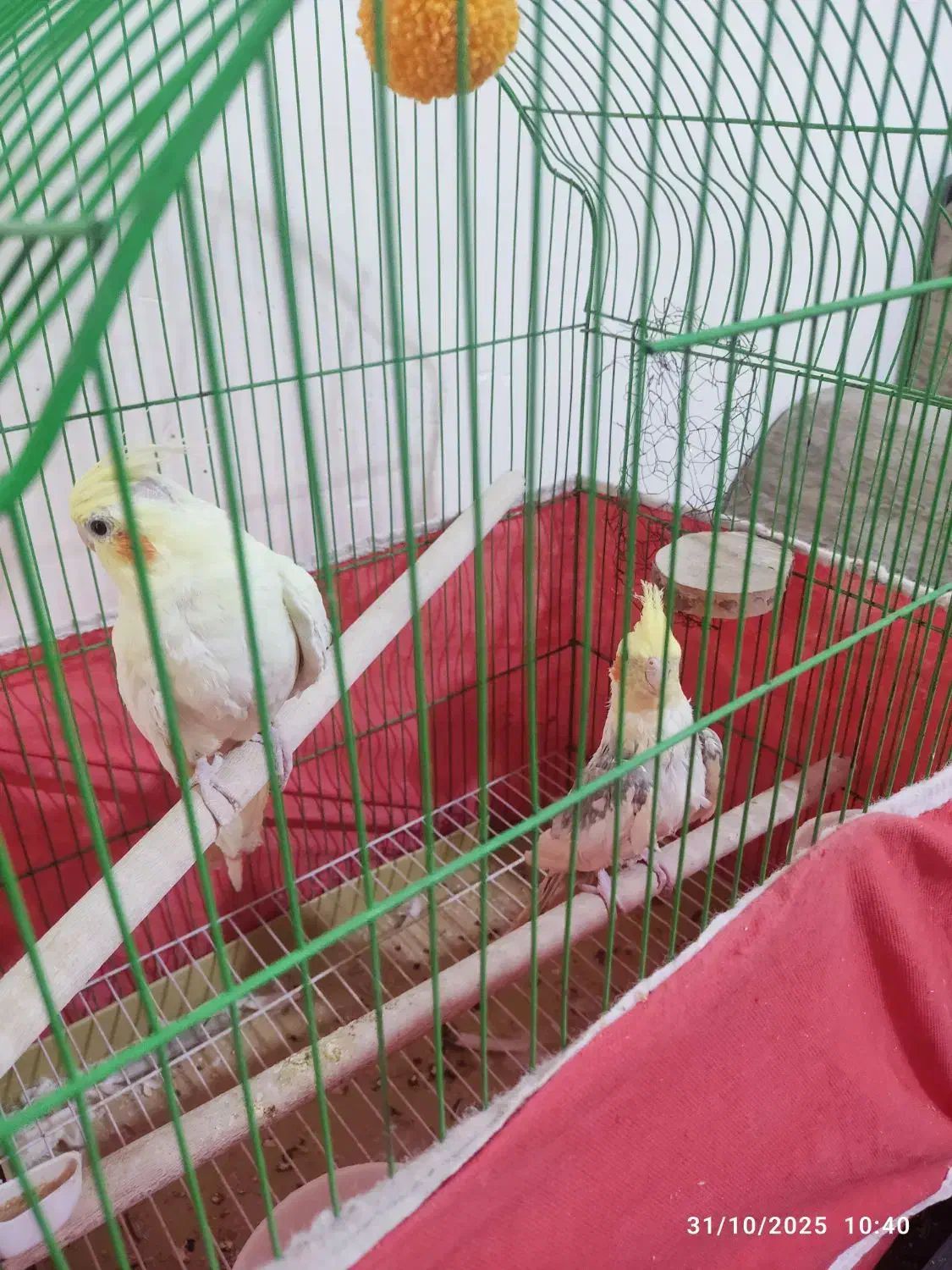 یک جفت عروس هلندی سالم و سر حال|پرنده|شیراز, ریاستی|دیوار