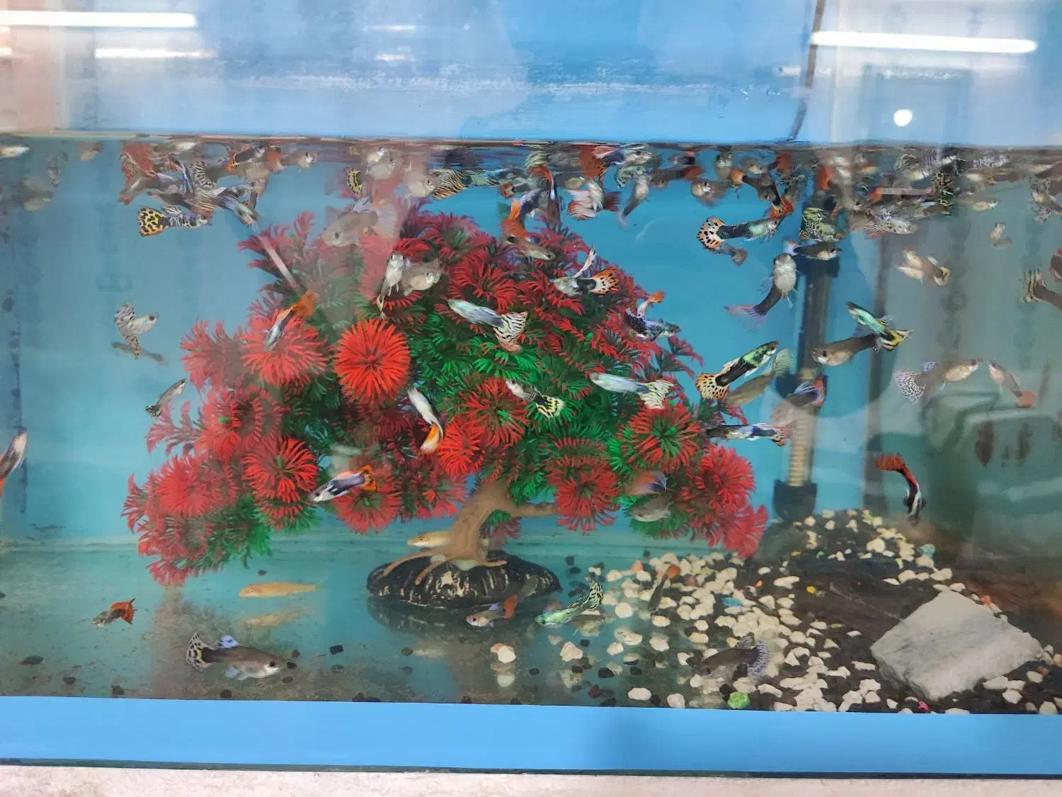 آکواریوم|ماهی|مشهد, ثامن|دیوار