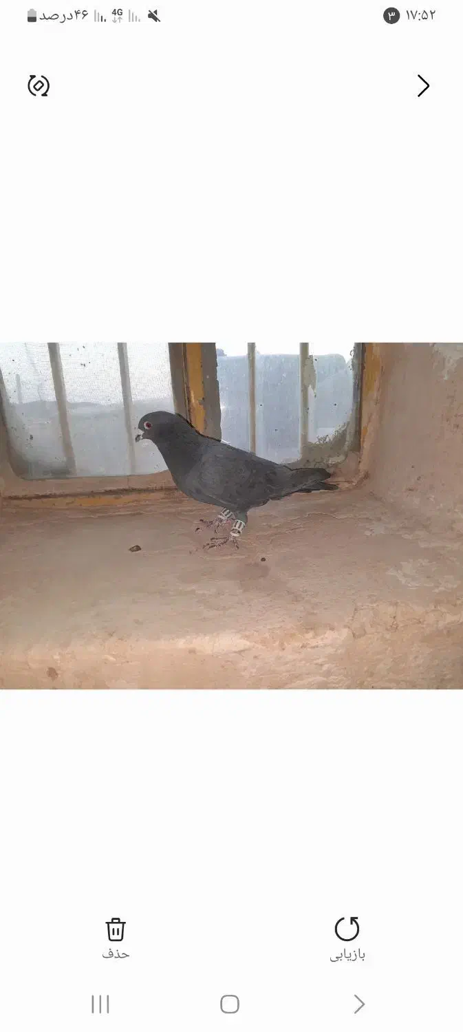 کفتر فروشی نر|پرنده|اسفراین, |دیوار