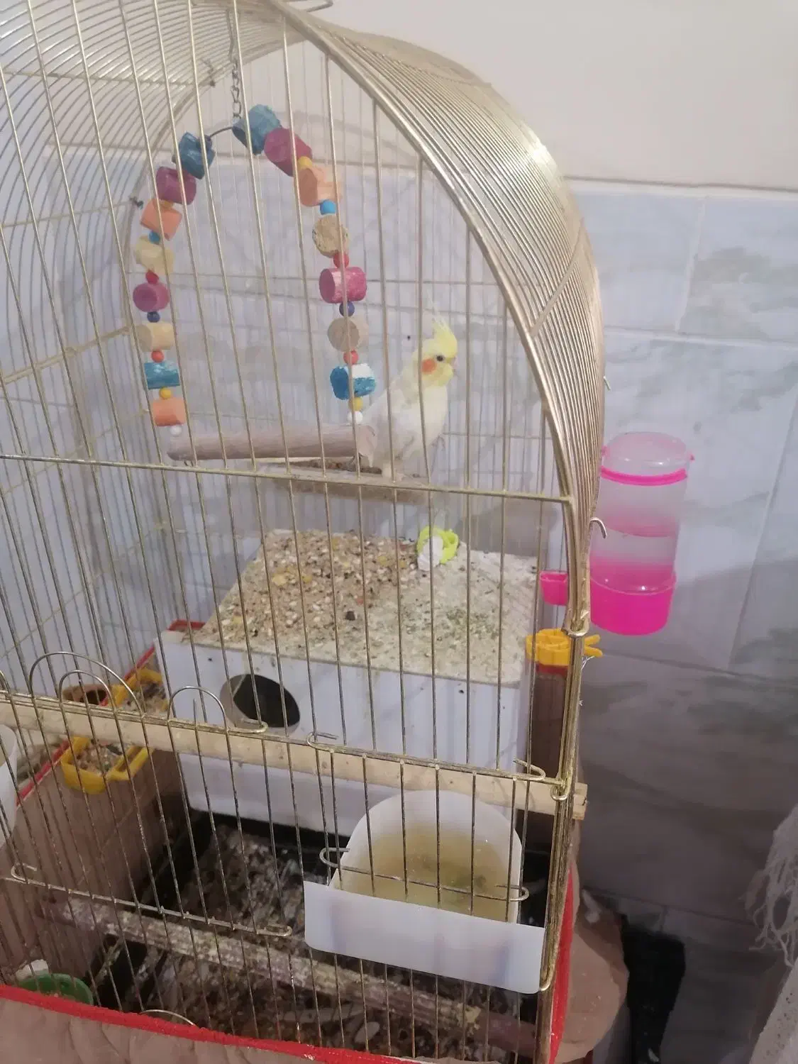 عروس هلندی|پرنده|کرمان, |دیوار