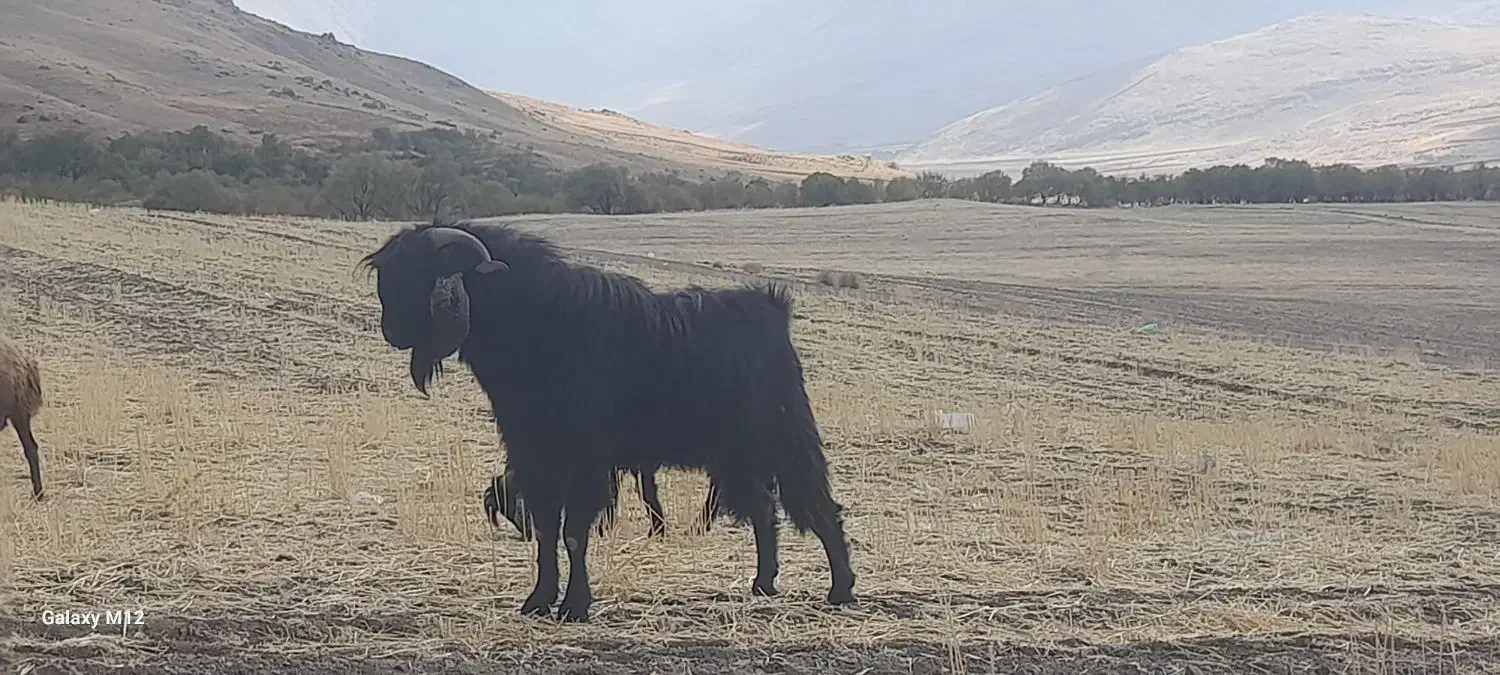 نر بز (بزغاله) یور مناسب نژادگیری|حیوانات مزرعه|دینور, |دیوار