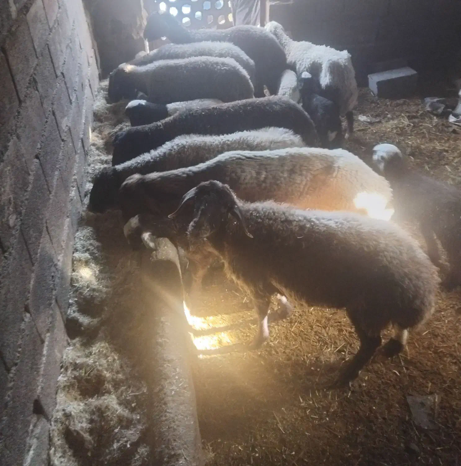 میش بره|حیوانات مزرعه|قره چای, |دیوار