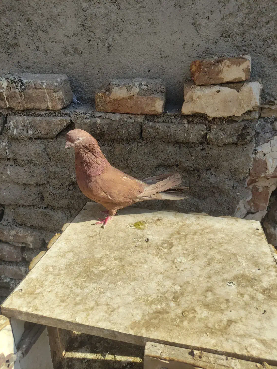 کفتر نوک قنار|پرنده|فردیس, شهرک شهید حسینی|دیوار