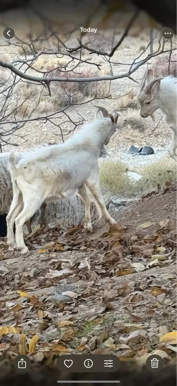کهره نر سانن خالص از نژاد اصیل ۴ کیلو شیر|حیوانات مزرعه|بم, |دیوار