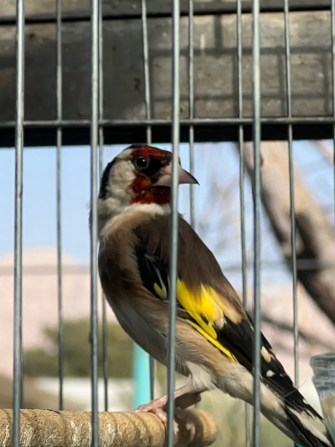 سقا سهره کرمانشاهی|پرنده|کرمان, |دیوار