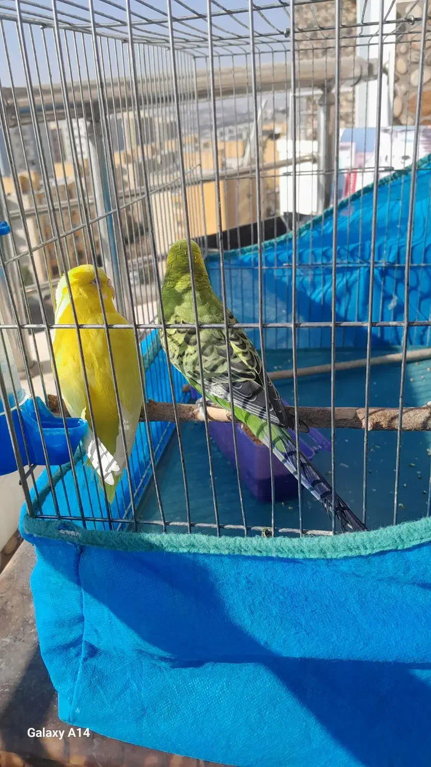 مرغ عشق|پرنده|پردیس, فاز ۴|دیوار