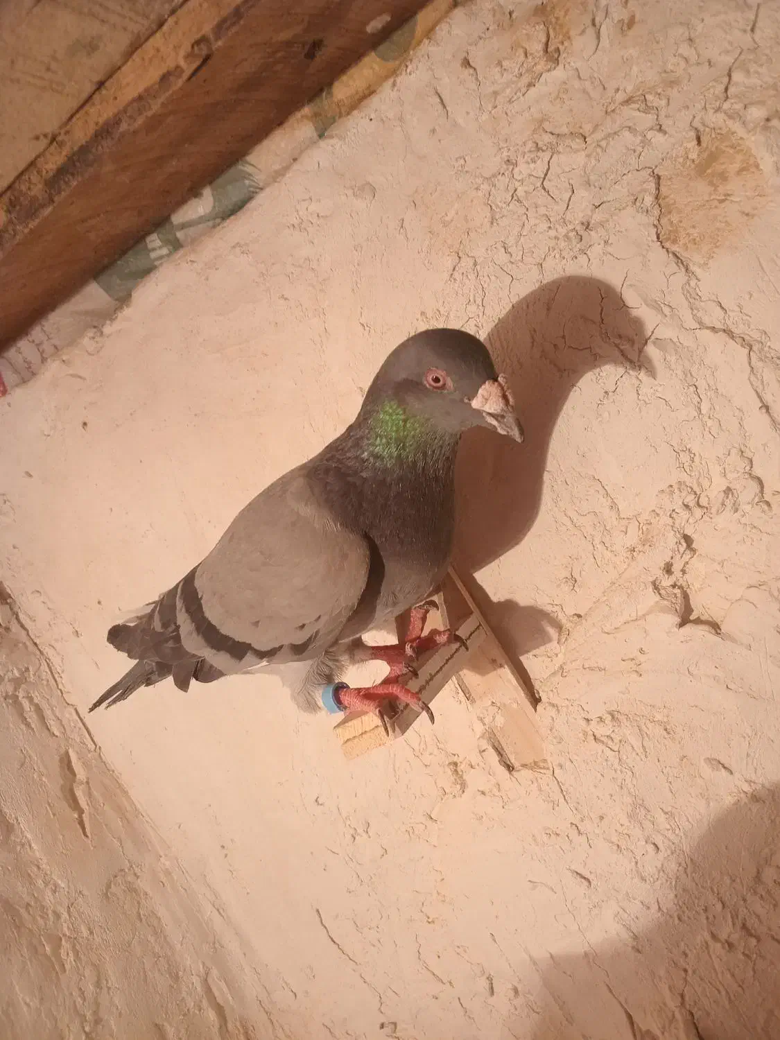 سبز|پرنده|شیروان (خراسان), |دیوار