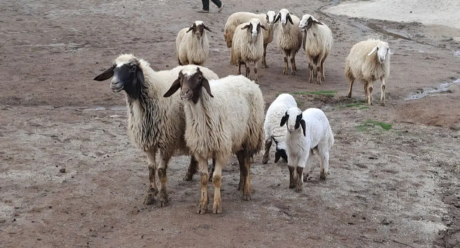 میش و بره سنجابی|حیوانات مزرعه|کرمانشاه, |دیوار