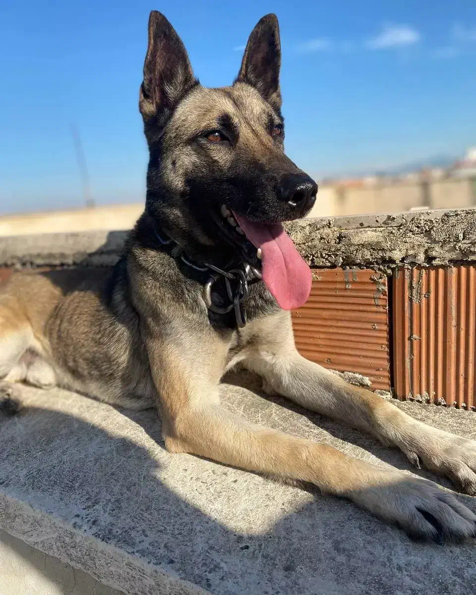 سلام به دلیل نداشتن جای برای فروش گذاشتم|سگ|گرگان, |دیوار