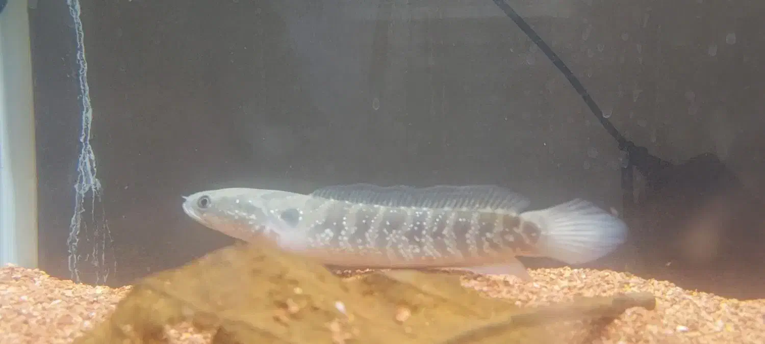 چانا|ماهی|اصفهان, وحید|دیوار