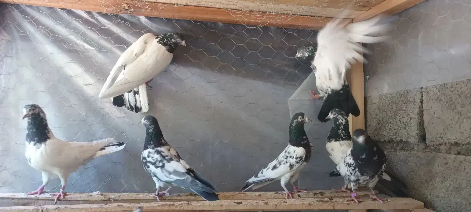 تیدی پیور|پرنده|بندرعباس, |دیوار