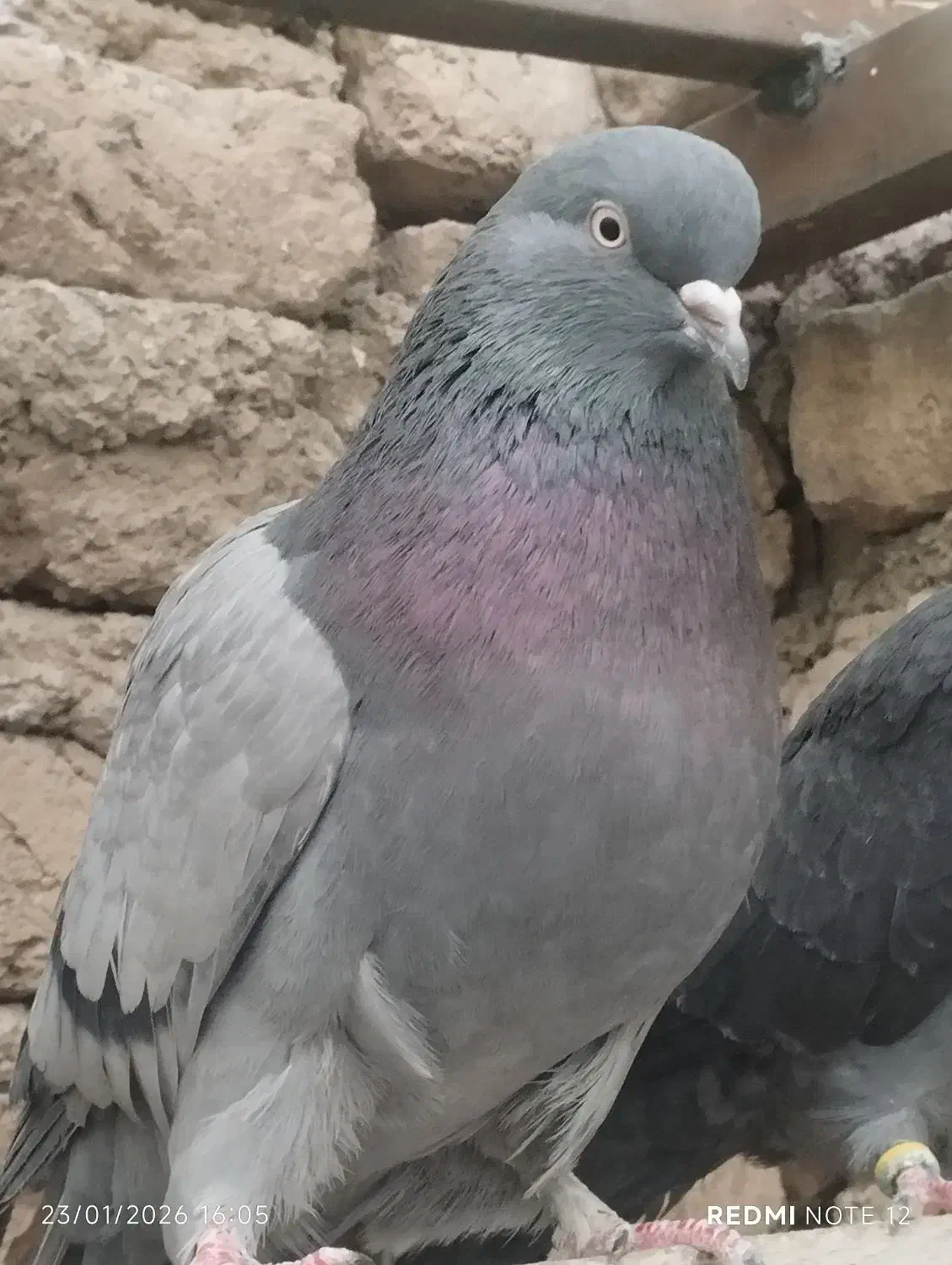 کبوتر خوب|پرنده|تهران, شهرک رضویه|دیوار