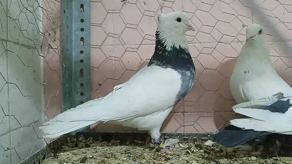 طوقی دمبی زردکرکی هندی سینه ای بوم دورگ غریب|پرنده|نجفآباد, یزدانشهر|دیوار