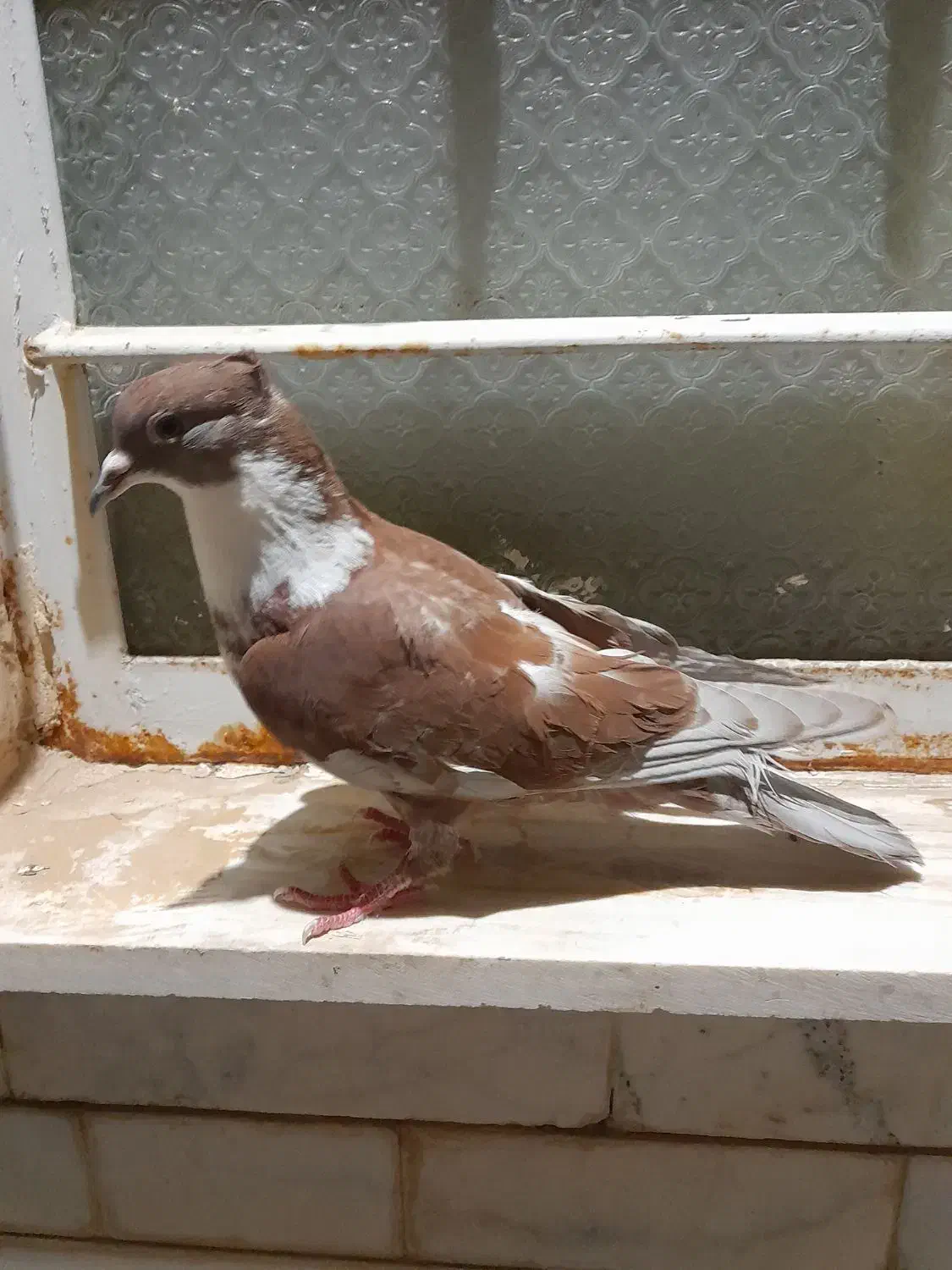 کفتر گمشده|حیوانات|بیرجند, |دیوار