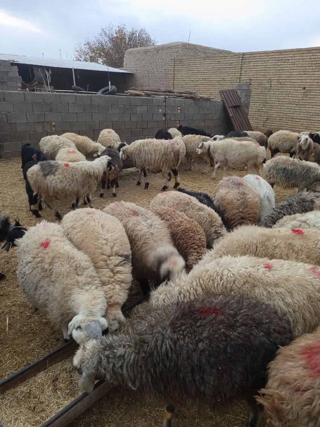 میش و بز داشتی|حیوانات مزرعه|آباده, |دیوار