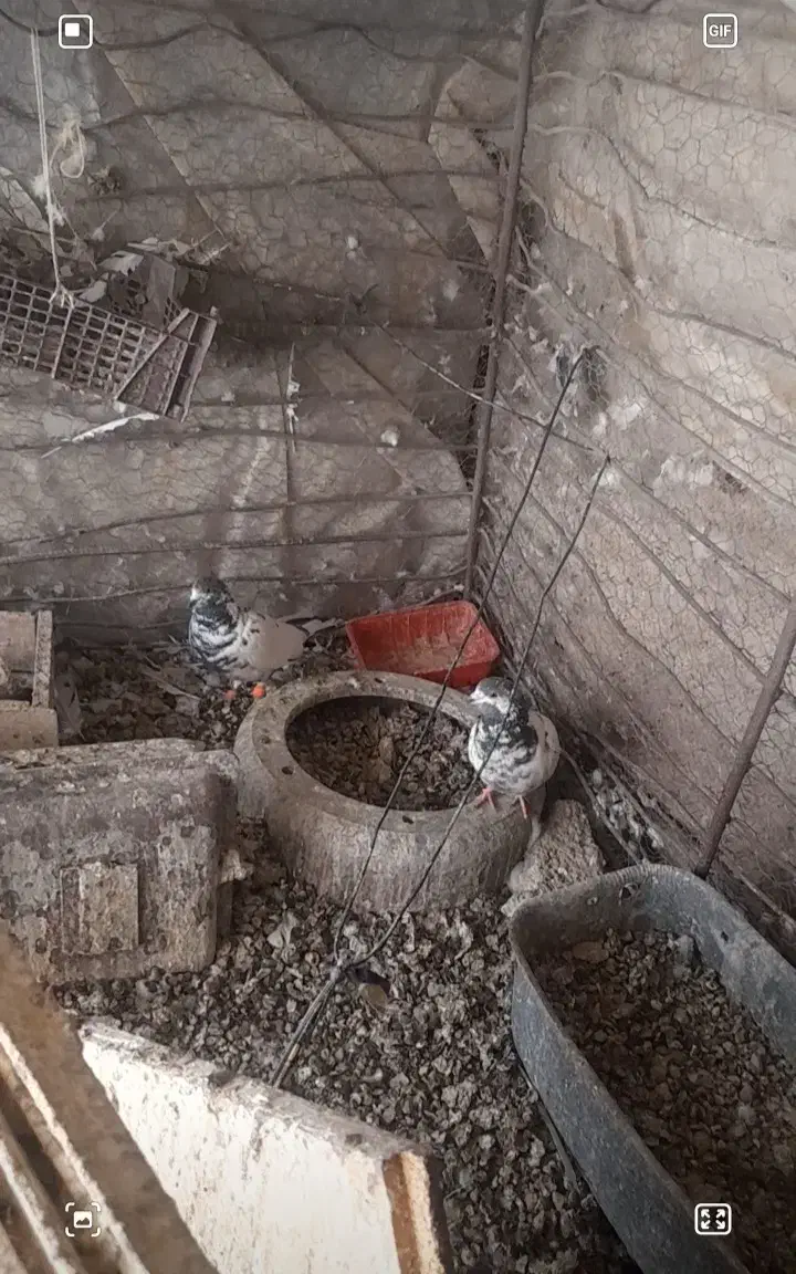 فروش یک جفت سوسکی سیاه فوری|پرنده|قائن, |دیوار