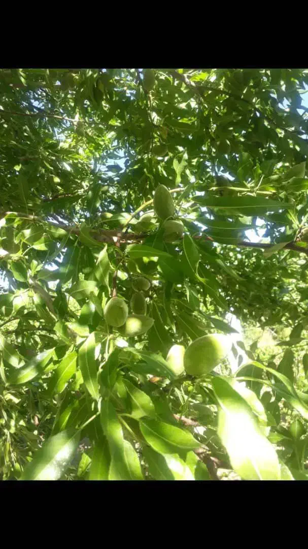 باغچه خیلی زیبا و بارده در روستای جمال آباد ارومیه|فروش دفتر صنعتی، کشاورزی، تجاری|انزل, |دیوار