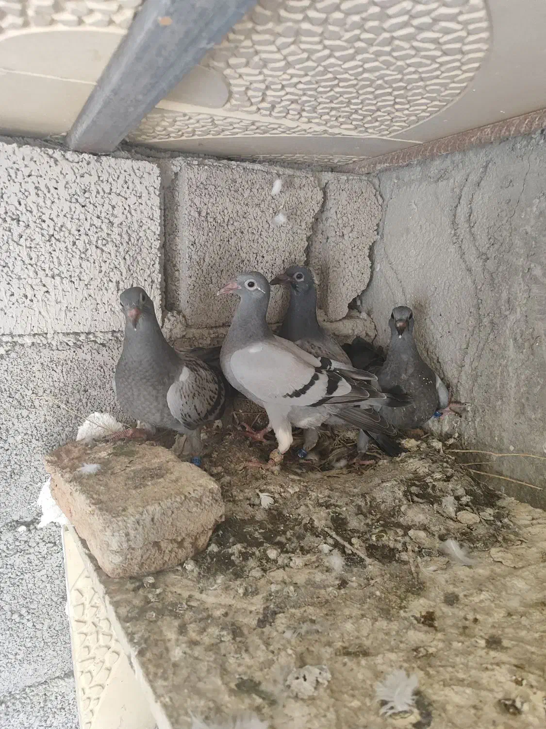 کبوتر‌مسافتی|پرنده|اردبیل, |دیوار