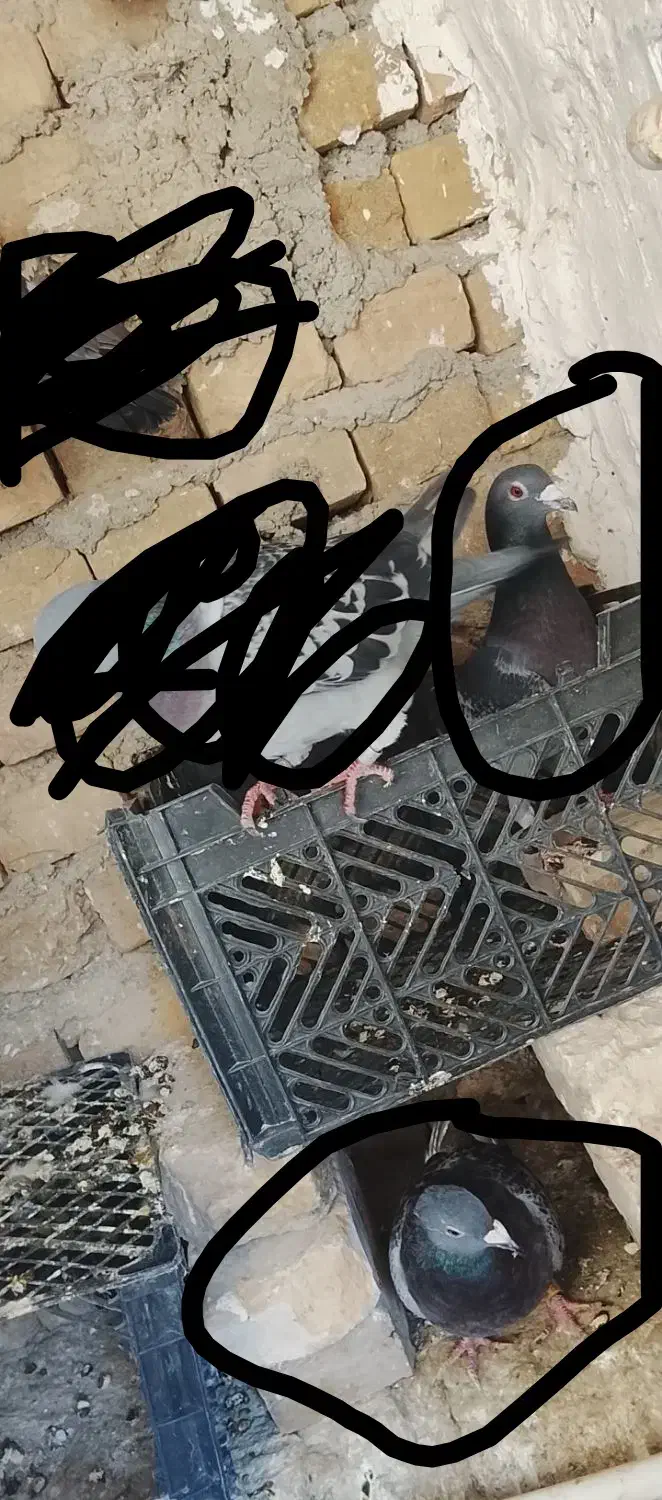 4عدد کفتر فروشی|پرنده|سراوان, |دیوار