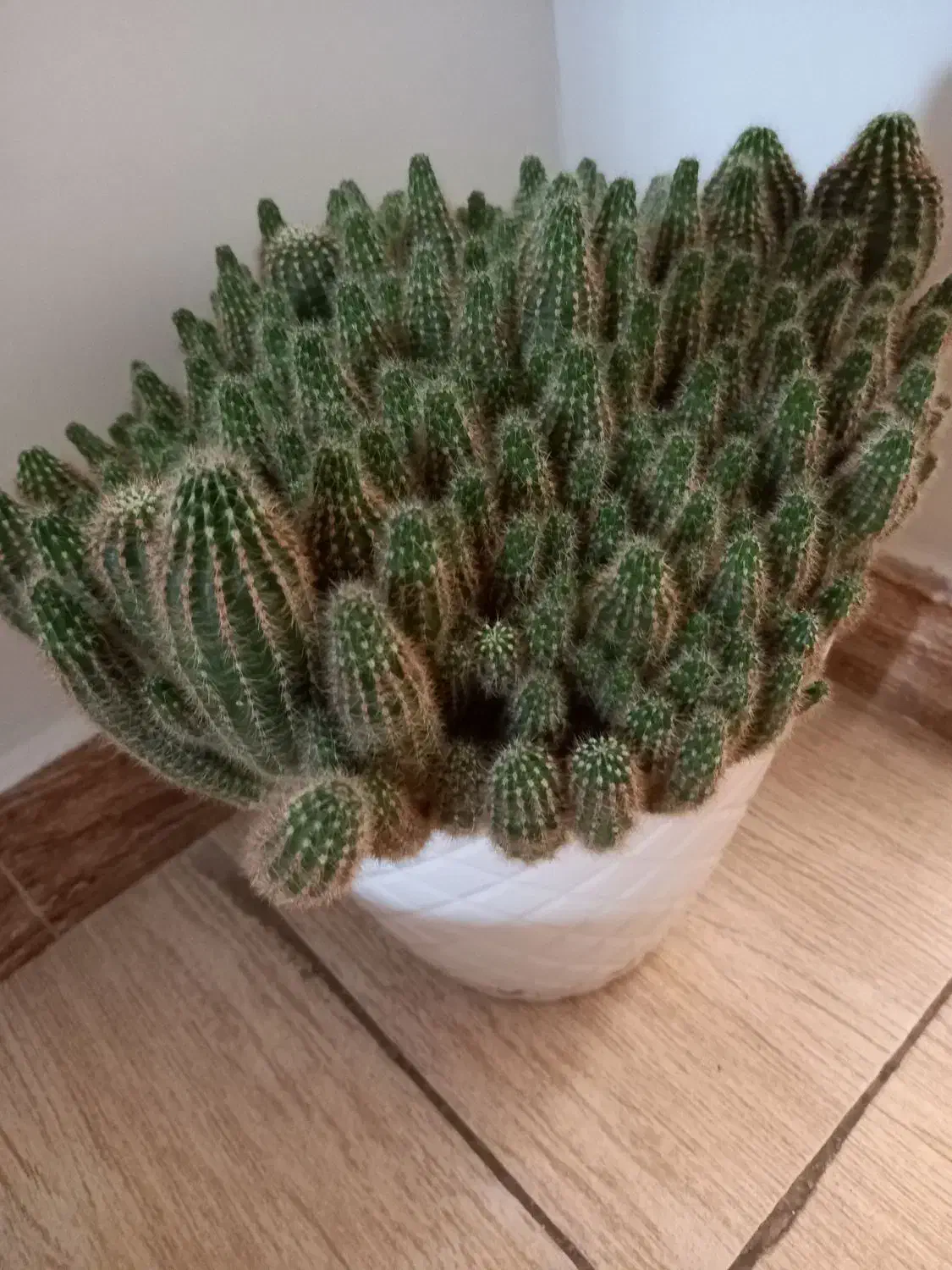 گل کاکتوس درجه ۱|گل و گیاه طبیعی|رباطکریم, رباطکریم|دیوار