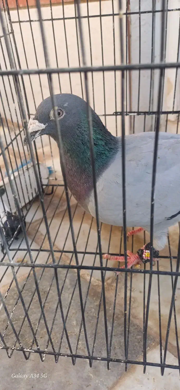 کفتر فروشی|پرنده|طبس, |دیوار