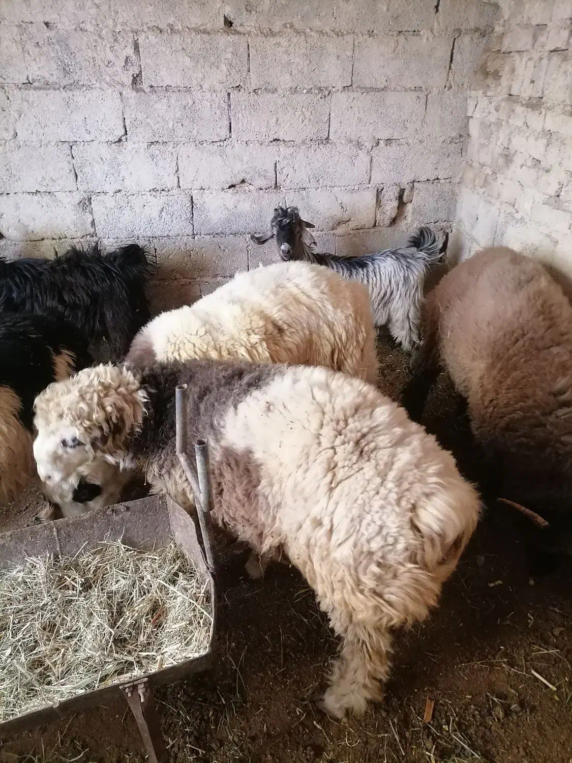 بره نرسبک|حیوانات مزرعه|درودزن, |دیوار