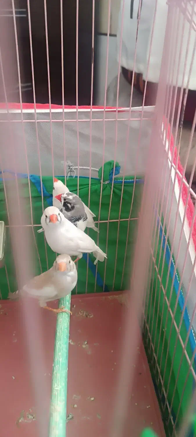 فنچ درجه یک بالغ|پرنده|شیراز, سلطان آباد|دیوار