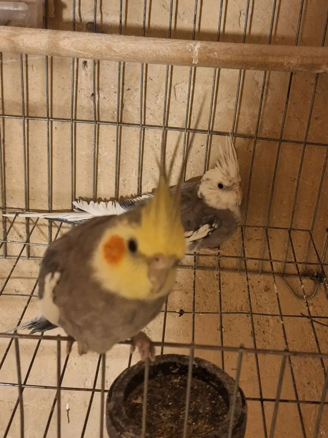 عروس هلندی|پرنده|بروجن, |دیوار