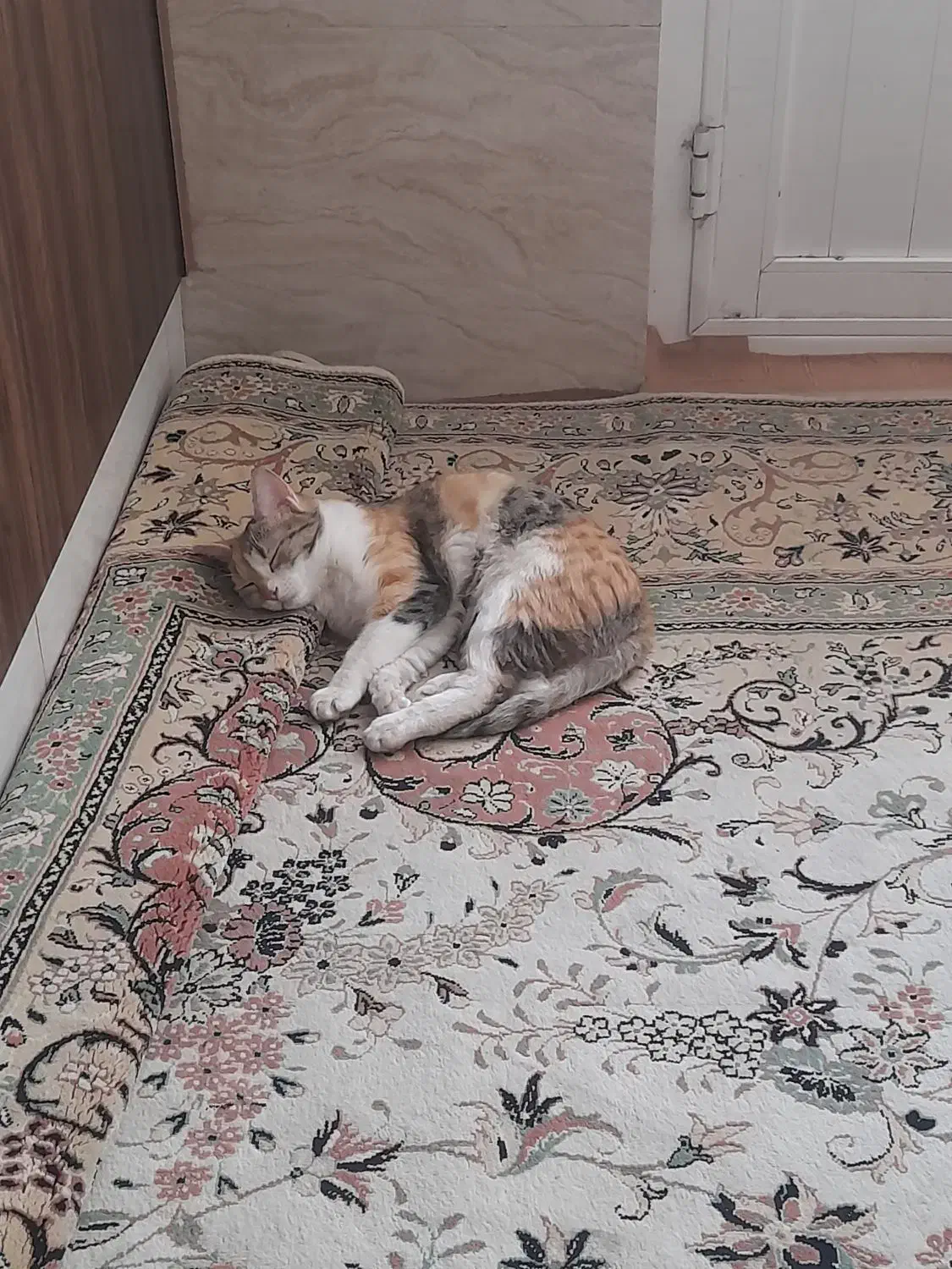 واگذاری گربه ماده واکسیناسیون شده|گربه|خمینی‌شهر, |دیوار