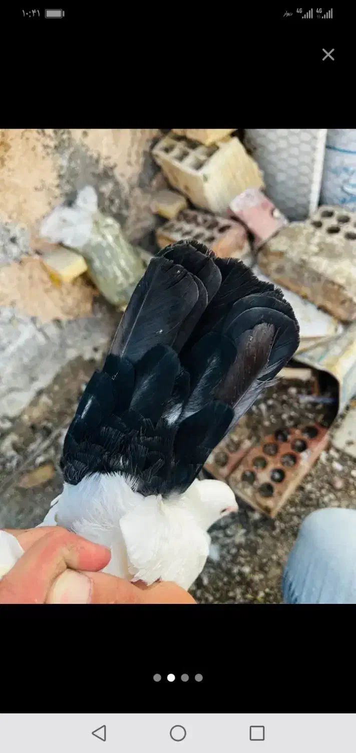 دم سیاه سینه فر|پرنده|شیراز, آزادی|دیوار