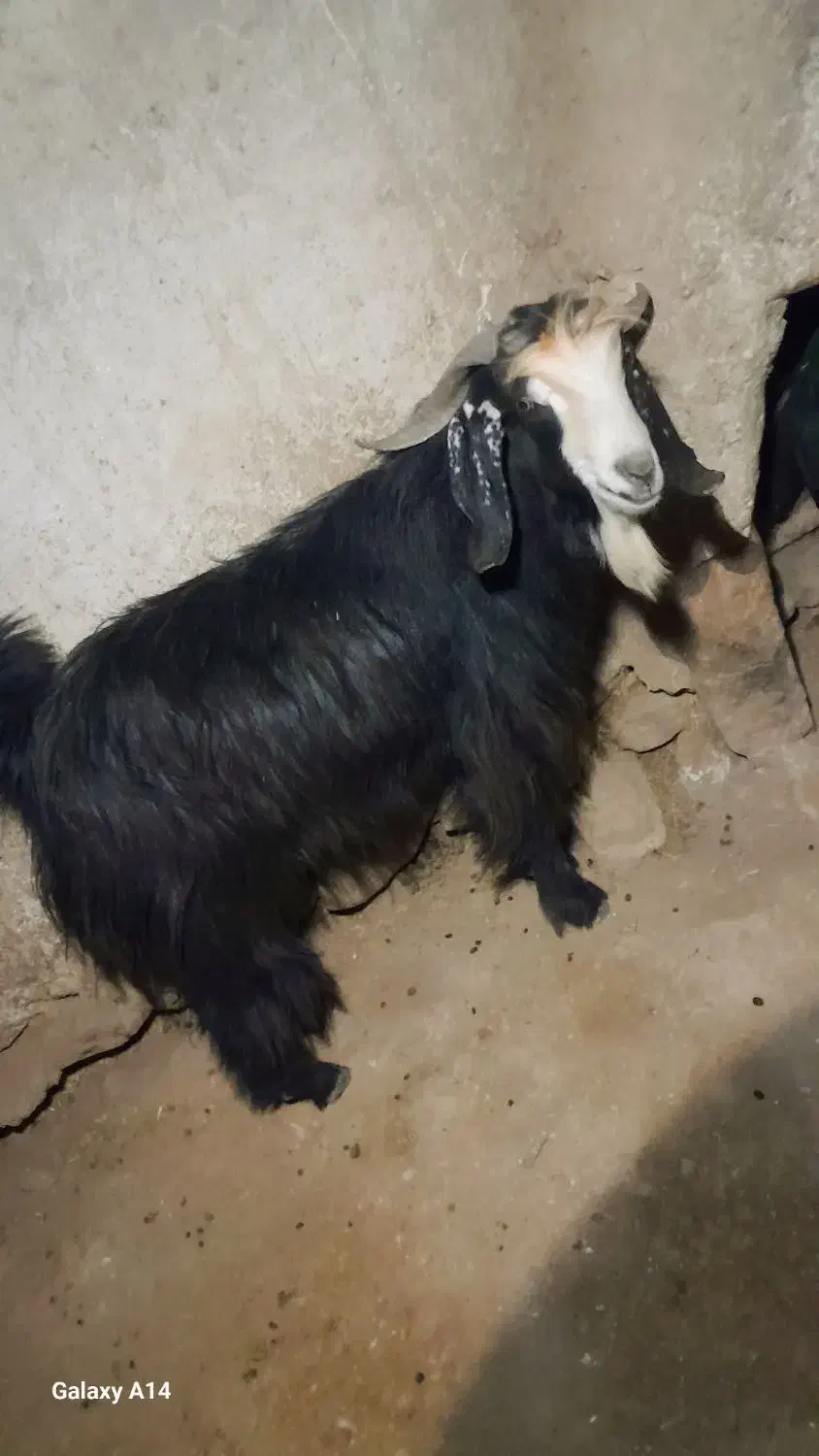فروش قوچ بختیاری اصل تیشتر پازنی میش زاییده|حیوانات مزرعه|قلعه ممبی, |دیوار