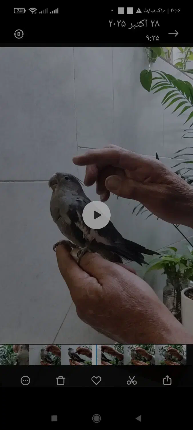 یک جفت عروس هلندی|پرنده|شاهین‌شهر, خانه کارگر|دیوار