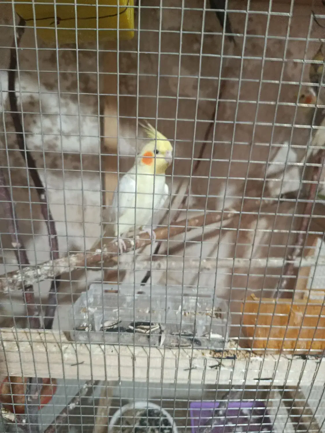 ۱۰عدد عروس هلندی ۲عدد مرغ مینا و ۳عدد فنچ|پرنده|بوکان, |دیوار