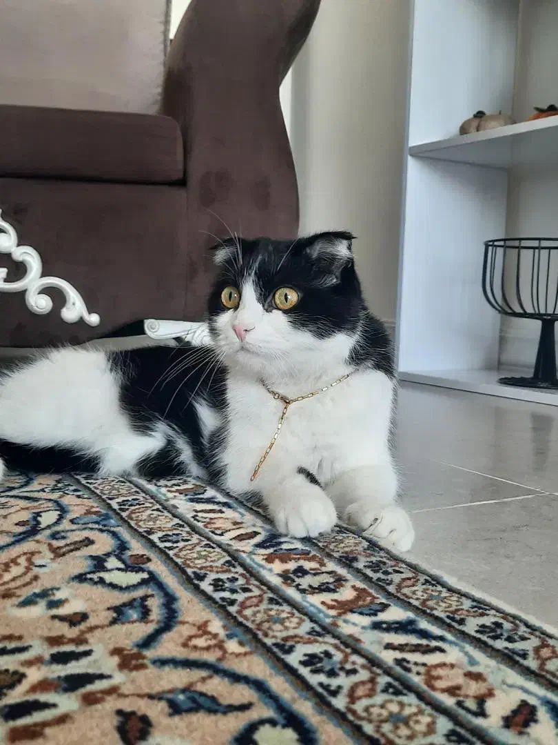 گربه اسکاتیش فولد ۷ساله|گربه|اندیشه, اندیشه فاز ۳|دیوار