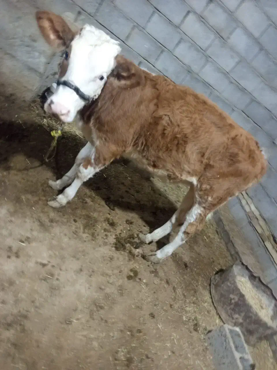 گوساله المانی درسوسنگرد|حیوانات مزرعه|اهواز, مجاهد|دیوار
