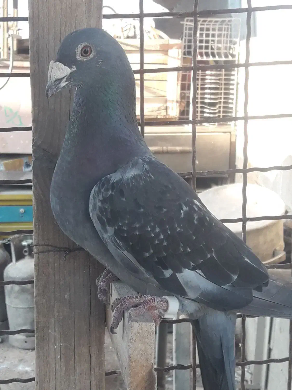 کبوتر|پرنده|لردگان, |دیوار