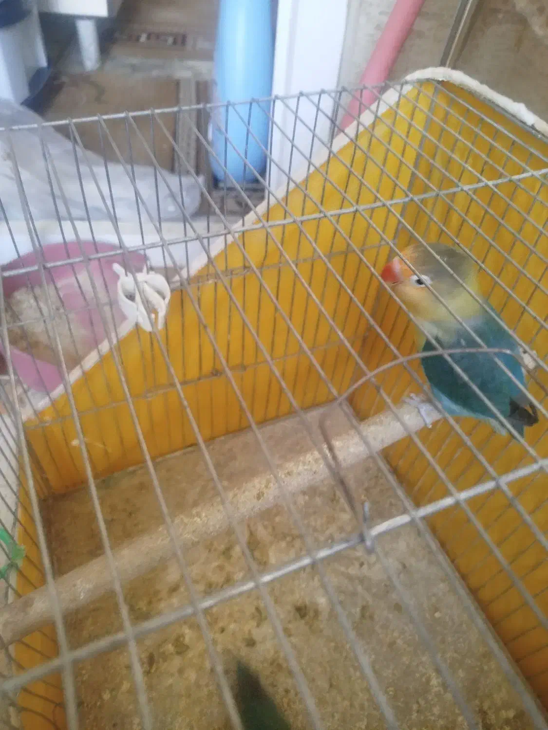 کوتوله مولد عالی|پرنده|محلات, |دیوار